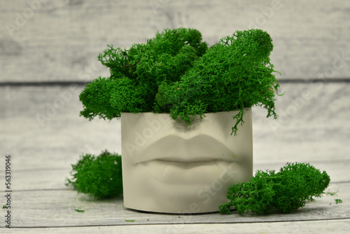 plant in a pot