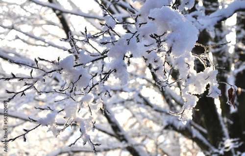 Baum mit Schnee auf den Zweigen