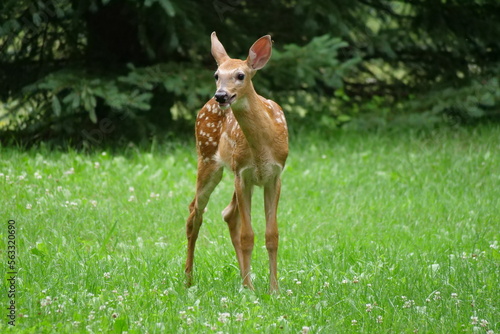 Bébé cerf de Virginie, cervidé, Faon isolé sur gazon vert et arbres en arrière plan, Bambi, horizontal