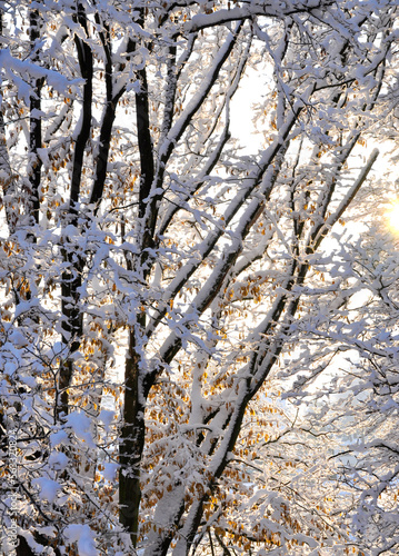Sonne scheint durch Zweige eines Baumes mit viel Schnee auf den Zweigen, Winterlandschaft