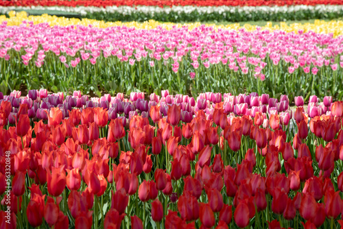 Photography Many mixed color tulips in the garden