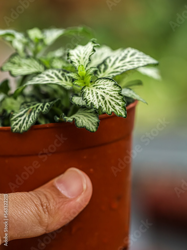 Nerve Plant Fittonia Albivenis White Anne, Flower Plant (Argyroneura Group), top view
 photo