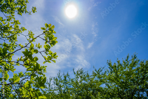 夏の太陽光が新緑の葉っぱを通過する