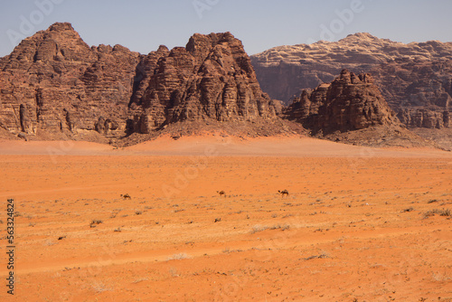 Wadi Rum Wüste in Jordanien mit roten Felsen