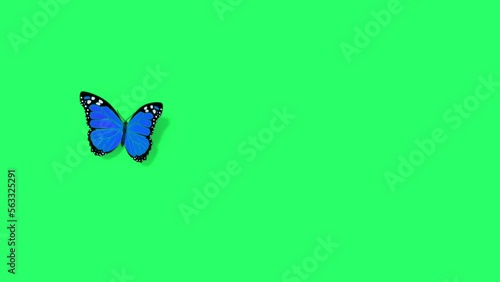Animation blue butterfly flying isolate on green screen. photo