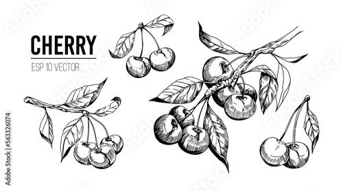 Cherry set illustrations. Sketch style. Vector design elements, transparent background