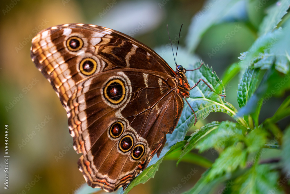  Foto zu Schöner tropischer Schmetterling Blauer Morphofalter, Morpho peleides 