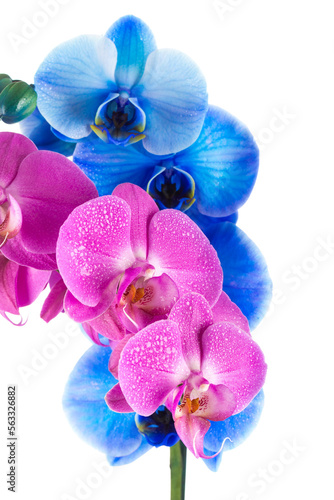 orchid pink blue flower with water drops