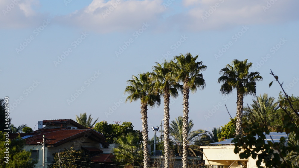 Palm trees in Isfiya in the Mount Carmel Area in Israel in the month of December