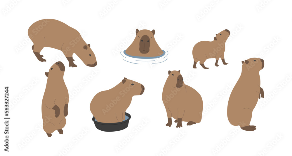 Fototapeta premium capybara 4 cute on a white background, vector illustration. capybara is the largest rodent.