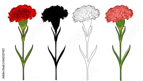 carnation silhouette, outline and colorized vector