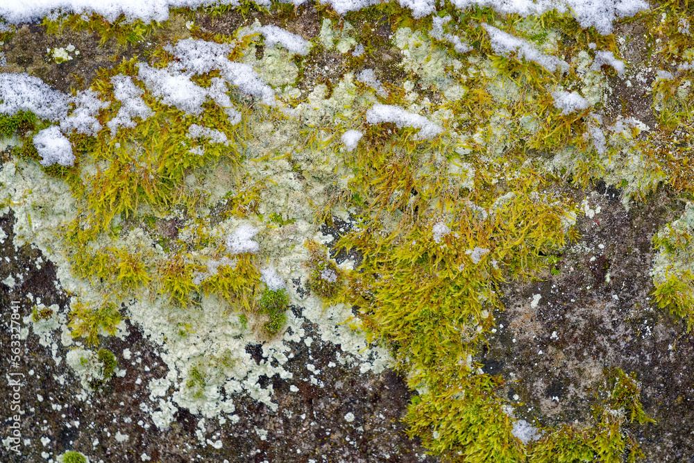 Close-up of concrete weathered wall covered lichen and snow at City of Zürich on a gray cloudy winter day. Photo taken December 17th, 2022, Zurich, Switzerland. Close-up of concrete weathered wall covered lichen and snow at City of Zürich on a gray cloudy winter day. Photo taken December 17th, 2022, Zurich, Switzerland.