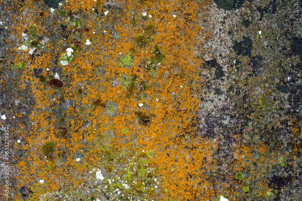 Close-up of concrete weathered wall covered lichen and snow at City of Zürich on a gray cloudy winter day. Photo taken December 17th, 2022, Zurich, Switzerland. Close-up of concrete weathered wall covered lichen and snow at City of Zürich on a gray cloudy winter day. Photo taken December 17th, 2022, Zurich, Switzerland.