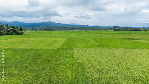 Green rice field and blue sky © Azmil