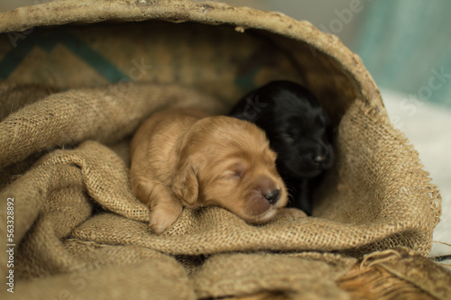 cavapoo puppies
