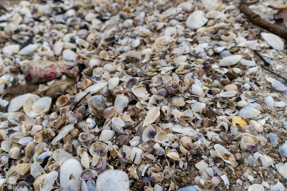 shells on the white sandy beach in the middle of nature shells on the white sandy beach in the middle of nature