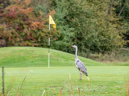 Fiskehejre, Grey Heron, Ardea cinerea photo