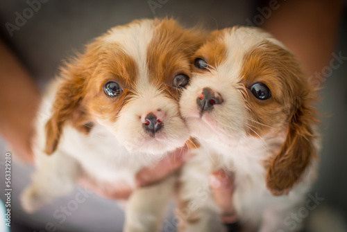 Fotografia cavalier King Charles spaniel puppies