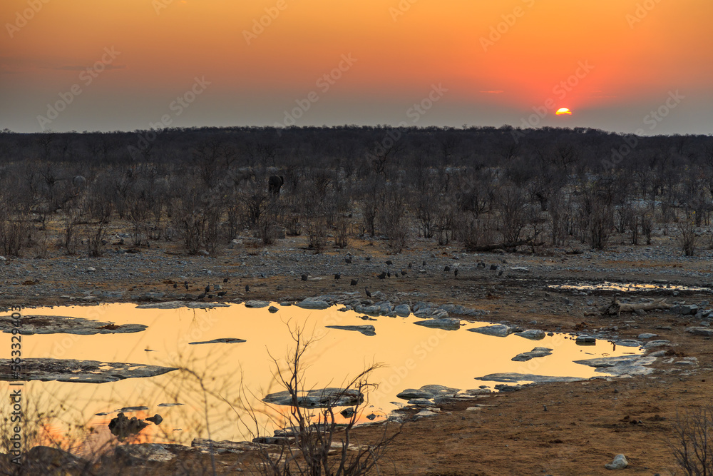Obraz premium Elephant in natural habitat in Etosha National Park in Namibia. Beautiful sunset.