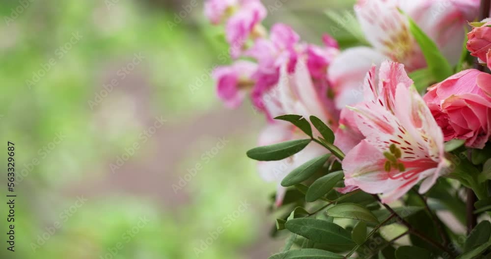Bloom Flowers in Slow motion closeup. Bloom Flowers in Slow motion closeup.