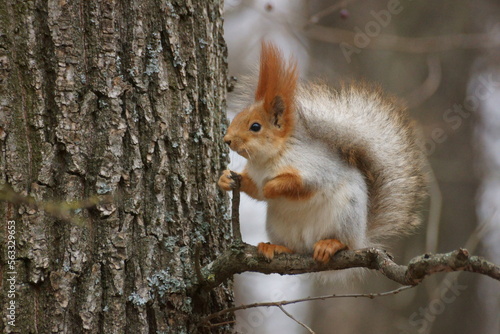 squirrel on a tree © kia