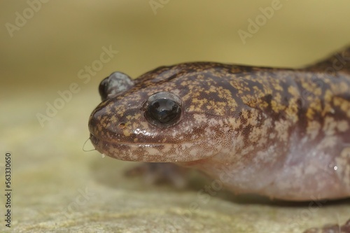 Closeup on a colorful Japanese Hida streamside salamander  Hynobius kimurae sitting on a stone