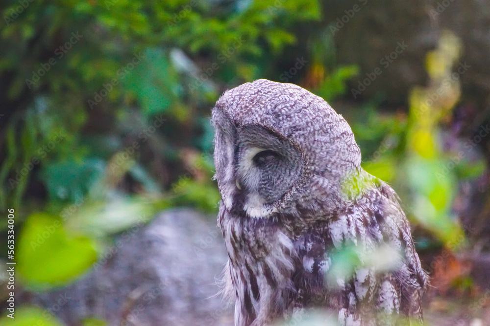 Fototapeta premium great horned owl