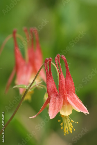 Eastern red columbine flowers (Aquilegia canadensis) 