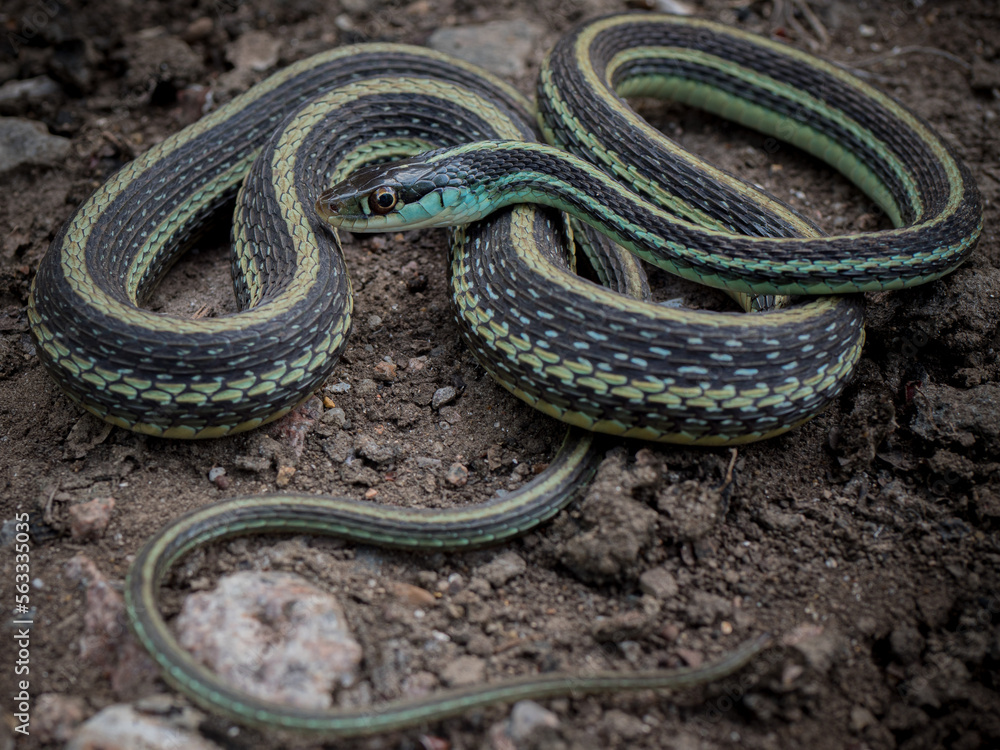 Gulf Coast Ribbon Snake (Thamnophis proximus orarius) Gulf Coast Ribbon Snake (Thamnophis proximus orarius)