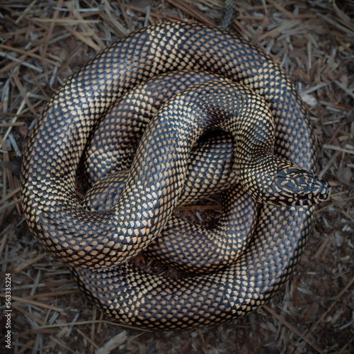 Apalachicola kingsnake (Lampropeltis getula meansi)