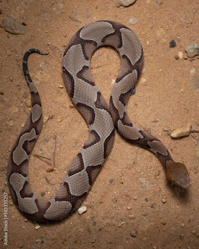Copperhead