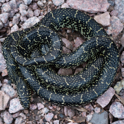 speckled kingsnake (Lampropeltis holbrooki)