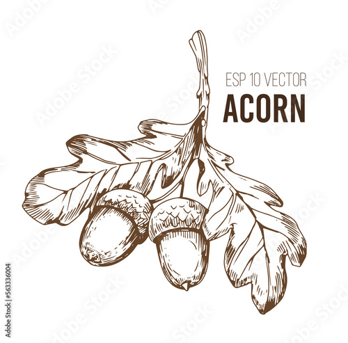 Acorn, oak leaf. Sketch vector illustrtation. Transparent background
