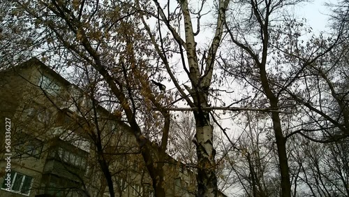 Eurasian magpie Pica pica eats dry seeds on a tree branch in winter in Ukraine. Video 14 seconds. Wild birds foraging in the city on a cloudy gloomy winter day