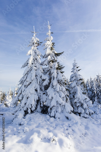 Fir trees covered in snow winter scenery with blue sky
