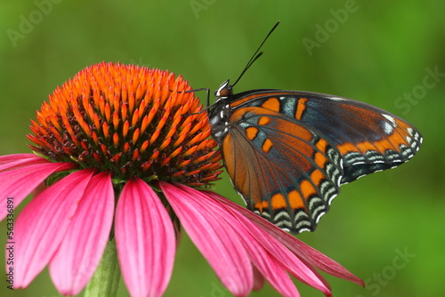 Photography Red spotted purple butterfly (limenitis arthemis) on purple coneflower