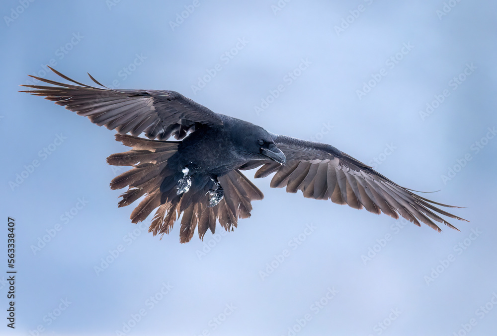 Obraz premium Raven bird ( Corvus corax ) in flight