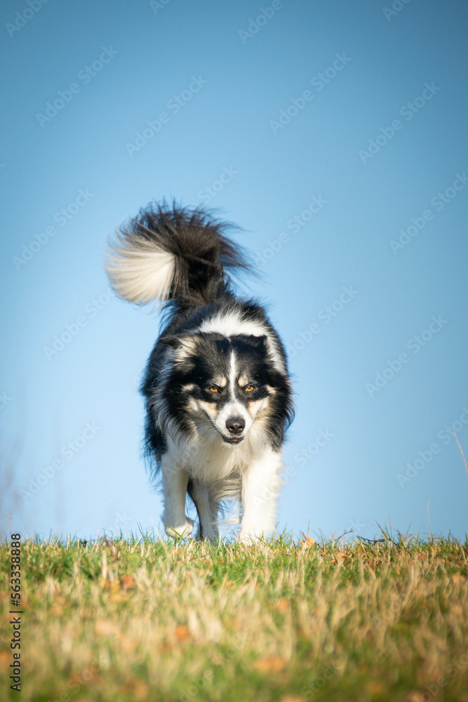 Border collie is running in the grass. He is so crazy dog on trip.