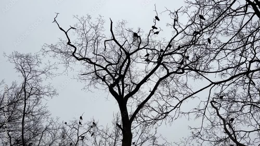 Trees in the woodland and flying birds. Trees in the woodland and flying birds.