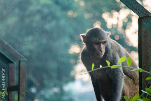 portrait of a macaque