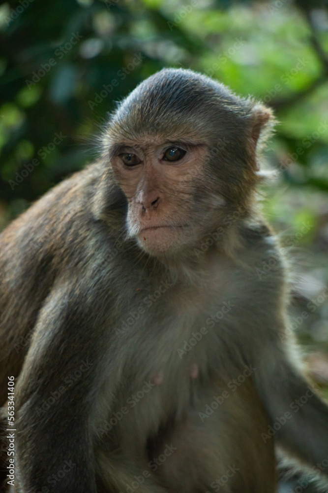 portrait of a macaque portrait of a macaque
