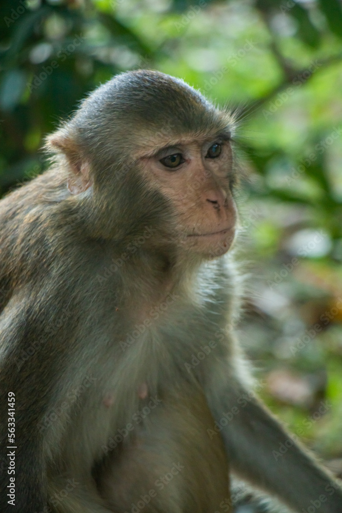 portrait of a macaque portrait of a macaque