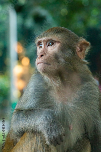 portrait of a macaque