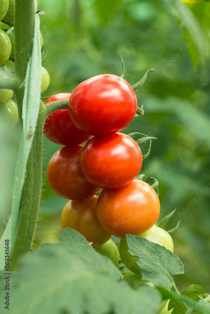 ripe red cherry tomatoes in greenhouse on a blurred background of greenery. Eco-friendly natural products, rich fruit harvest. Close up macro