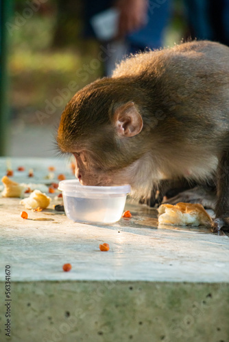 macaque drinking water