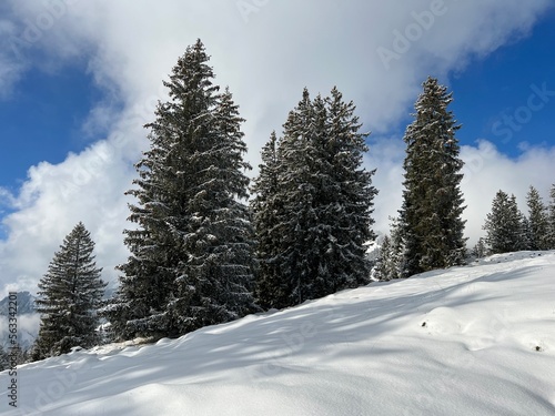 Picturesque canopies of alpine trees in a typical winter atmosphere after the winter snowfall over the Lake Walen or Lake Walenstadt (Walensee) and in the Swiss Alps, Amden - Switzerland / Schweiz