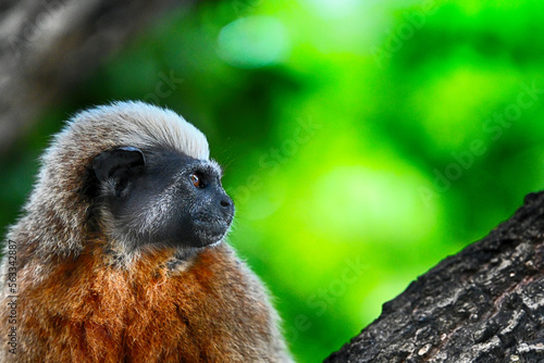 Cotton top tamarin Saguinus oedipus photo