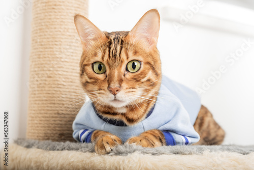 Bengal cat in clothes lies on a scratching post.