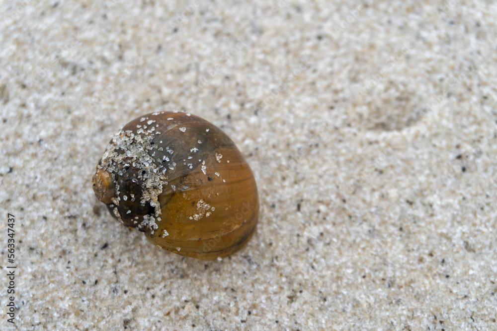snail shell on the white sandy beach in the middle of nature