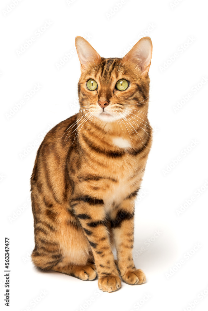 Bengal cat on a white background, fluffy orange, black striped, pet, big beautiful cat Bengal cat on a white background, fluffy orange, black striped, pet, big beautiful cat
